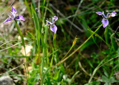 Moraea algoensis