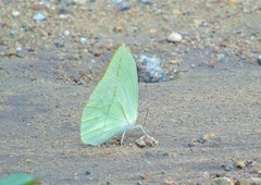Rhabdodryas trite