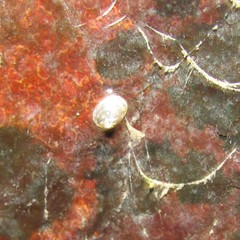 Gundlachia