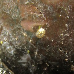 Gundlachia