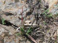 Diastictis