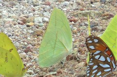 Rhabdodryas trite