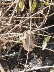Polistes mongolicus