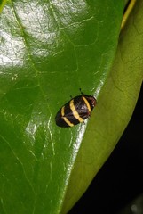 Prosapia simulans