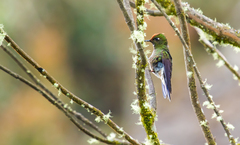 Chalcostigma herrani