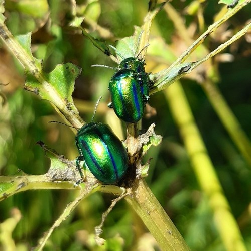Oreina gloriosa