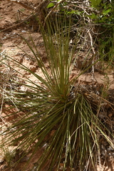 Yucca baileyi