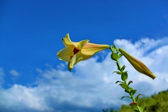 Lilium brownii