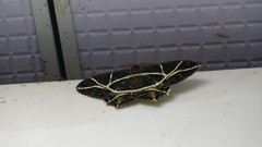 Mesastrape fulguraria