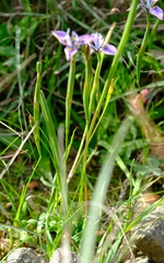 Moraea algoensis