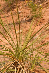 Yucca baileyi