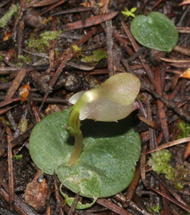 Corybas rotundifolius