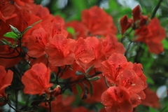 Rhododendron simsii