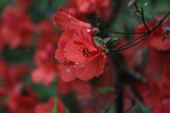 Rhododendron simsii