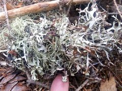 Platismatia stenophylla