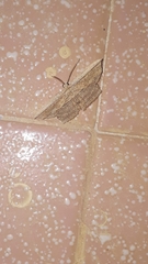 Phalacra