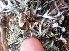 Platismatia stenophylla