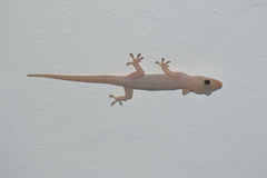Hemidactylus frenatus