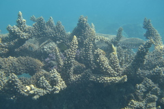 Acropora florida