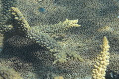 Acropora florida