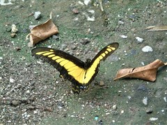 Heraclides androgeus reyesorum