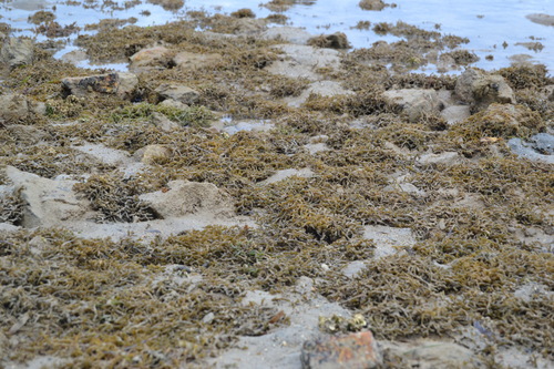 Gracilaria salicornia