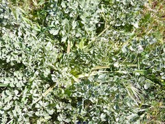 Pimpinella villosa
