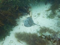 Urolophus cruciatus