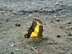 Heraclides androgeus reyesorum