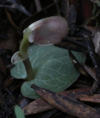 Corybas rotundifolius