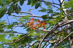 Delonix regia