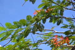 Delonix regia