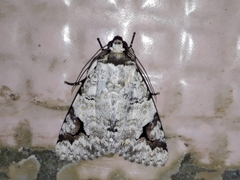 Bamra albicola