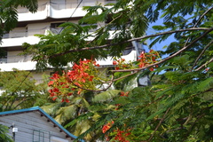 Delonix regia