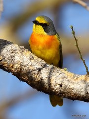 Telophorus sulfureopectus