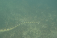 Hydrophis major