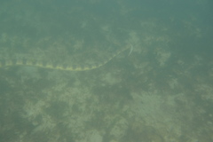 Hydrophis major