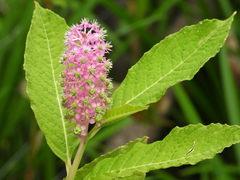 Phytolacca polyandra