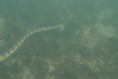 Hydrophis major