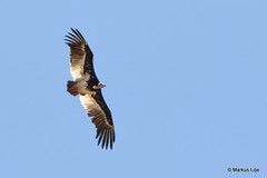 Trigonoceps occipitalis