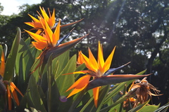 Strelitzia reginae