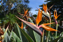Strelitzia reginae