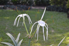 Hymenocallis