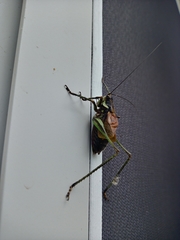 Paratlanticus ussuriensis