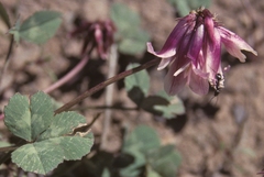 Trifolium rollinsii