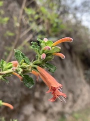 Clinopodium tomentosum