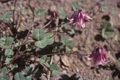 Trifolium rollinsii