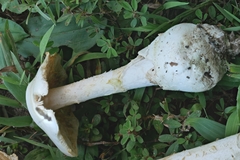 Amanita elliptosperma