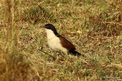 Centropus cupreicaudus