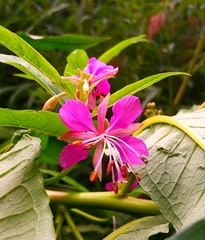 Chamaenerion angustifolium